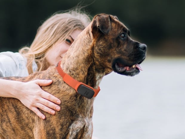 Nuzzle GPS Collar