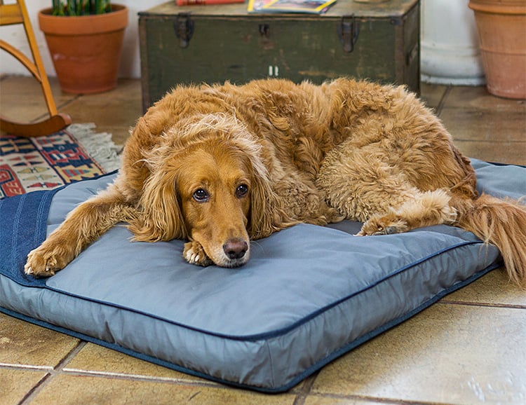 Eco Dog Bed Offers Sustainable Comfort for your 4-Legged Friend