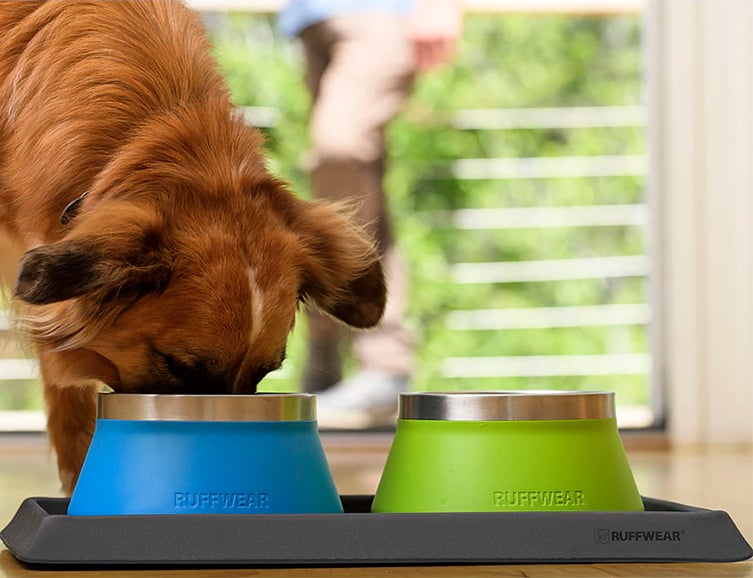 Feed Your 4-Legged Friend from a Basecamp Bowl