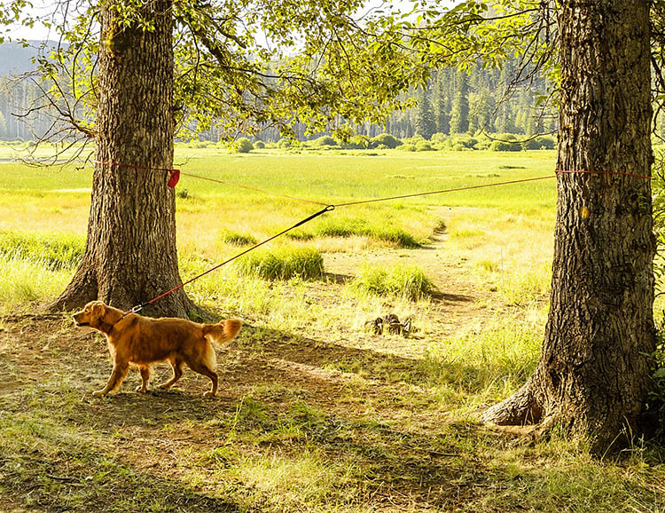 Knot-a-Hitch Keeps Your Canine At The Campsite