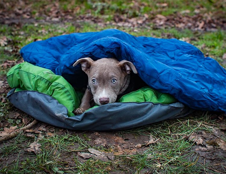 With the DoggyBag, Your Pooch will Camp in Comfort