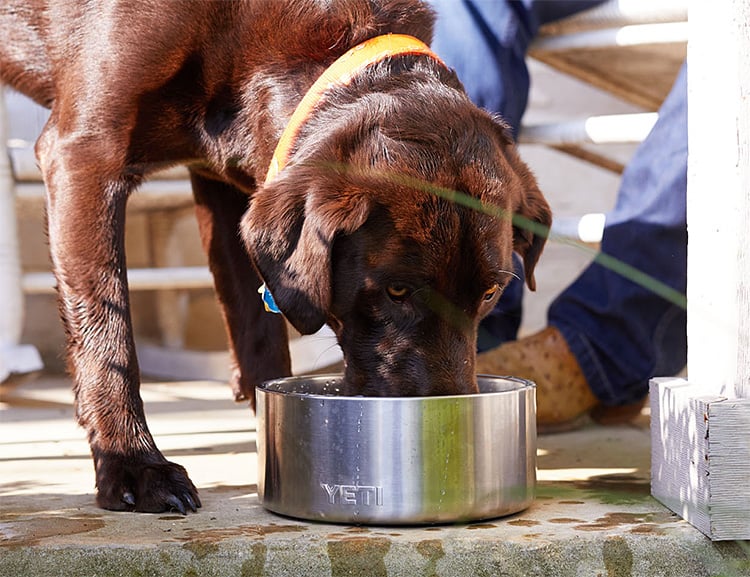 Yeti Built a Better Bowl for Your 4-Legged Friend