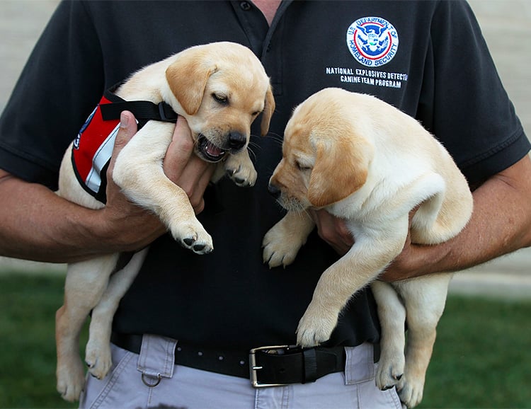 The TSA Might Have Your New Dog