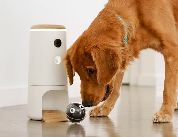 Pupple Lets You Play with Your Pooch from Anywhere