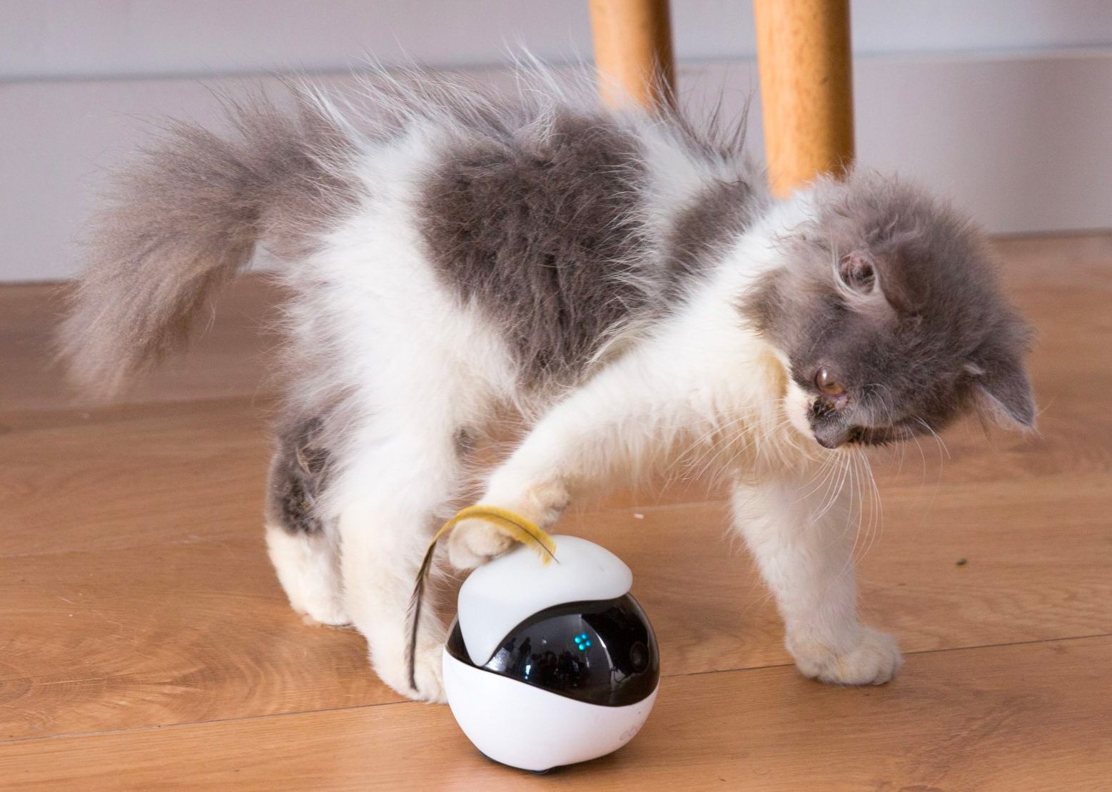 Ebo is a Robotic Playmate for Your Feline