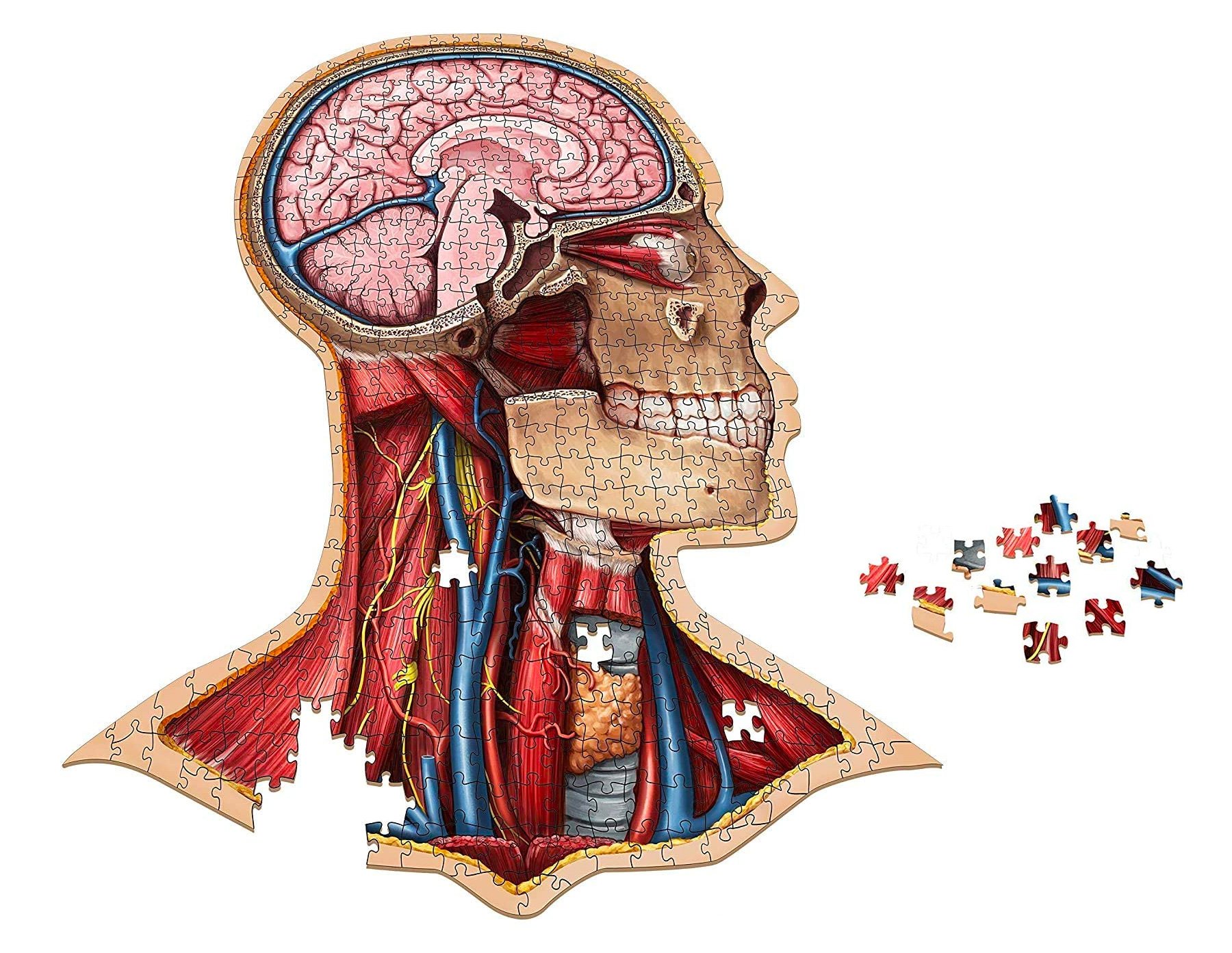 Explore Human Anatomy with a Scientific Jigsaw Puzzle