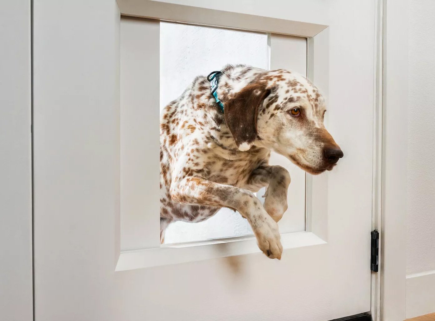 Empower Your Pets with the Ultimate Doggy Door