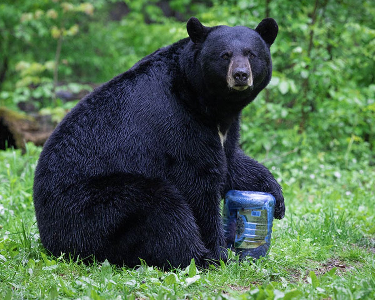 BearVault Now Offers Four Sizes of their Bear-proof Container