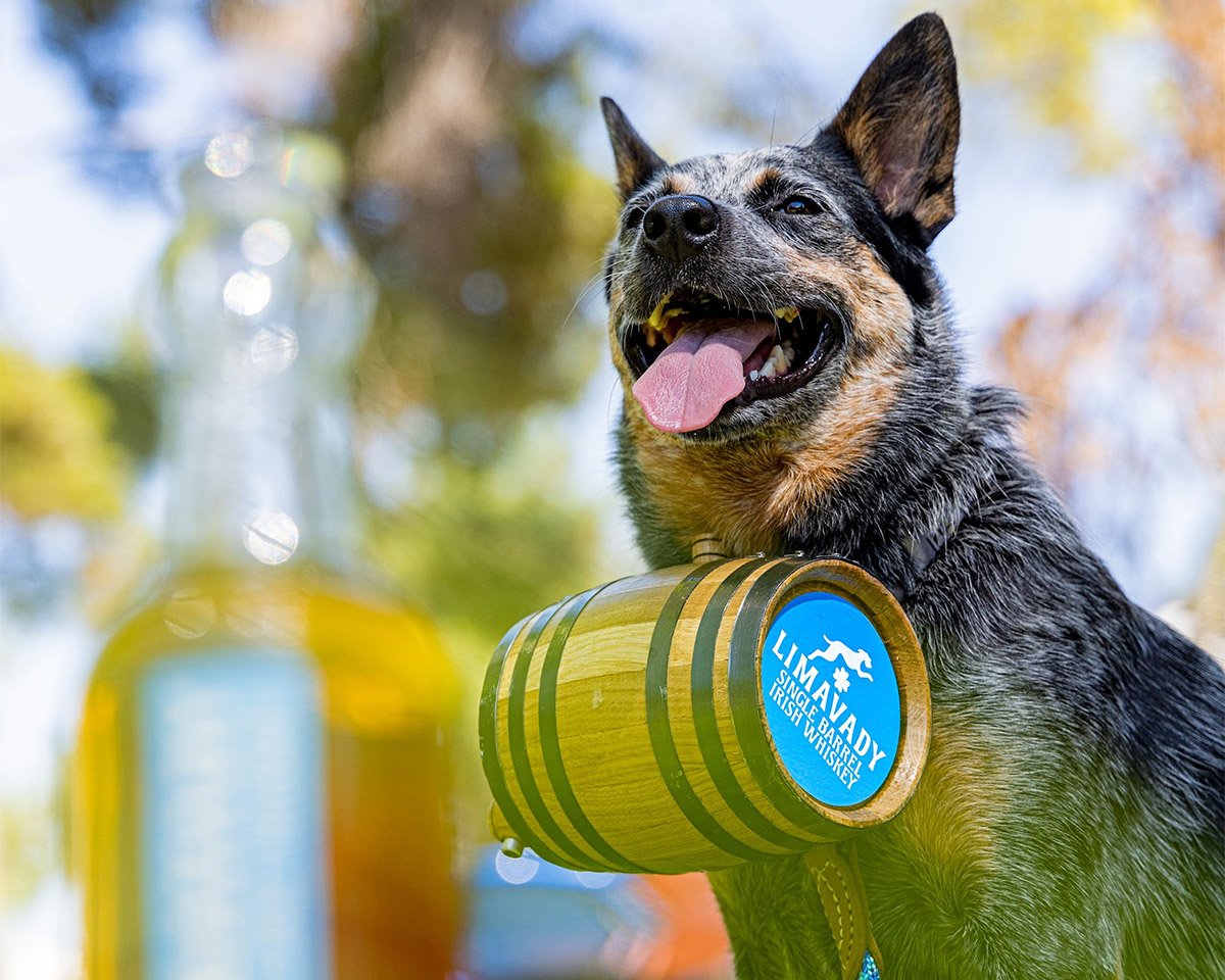 Make Your Dog Feel Like a Real Hero with this Barrel Collar